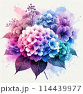 カラフルな紫陽花 114439977