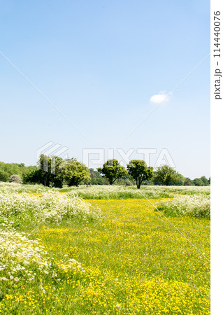 小さくて黄色いバターカップと白い花が咲く広々としたフィールド　ロンドン郊外の公園にて 114440076