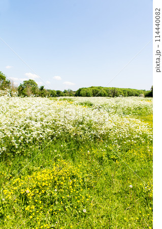 小さくて黄色いバターカップと白い花が咲く広々としたフィールド ロンドン郊外の公園にて 小さくて黄色いバターカップと白い花が咲く広々としたフィールド ロンドン郊外の公園にて 114440082