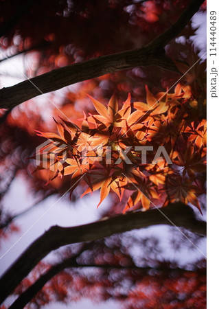 秋の光で輝く紅葉 秋の光で輝く紅葉 114440489