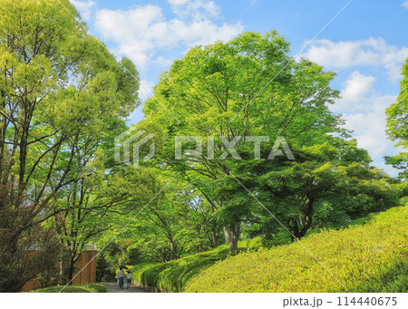 青空の下、輝く新緑 114440675