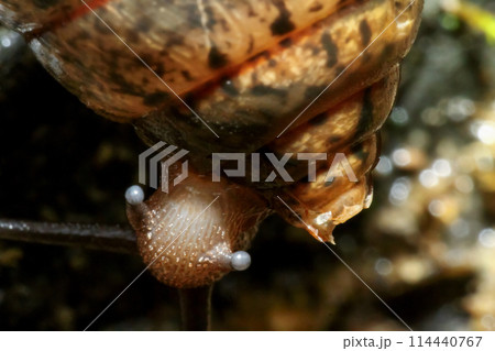 Macro view of snail tentacles in Wulai District, New Taipei City. Macro view of snail tentacles in Wulai District, New Taipei City. 114440767