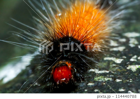 Vibrant Caterpillar in Wulai District. Vibrant Caterpillar in Wulai District. 114440788