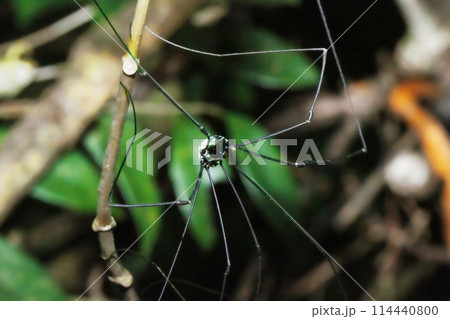A daddy Longlegs spider is perched on a leaf. Wulai, New Taipei City. A daddy Longlegs spider is perched on a leaf. Wulai, New Taipei City. 114440800