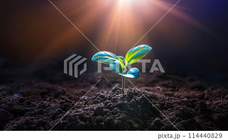 太陽に照らされた新芽（AI生成画像） 114440829