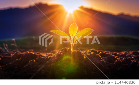 太陽に照らされた新芽（AI生成画像） 114440830