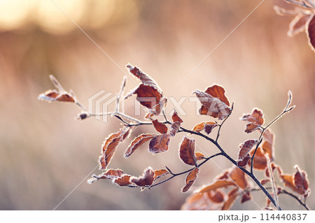 dry leaves covered in frost on sunny morning dry leaves covered in frost on sunny morning 114440837