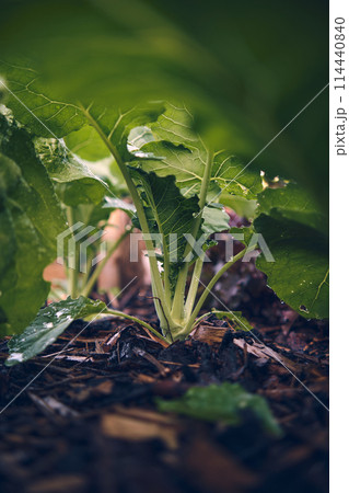Young Kohlrabi plant growing in bed 114440840