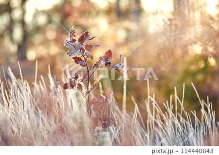 Young tree covered in frost on sunny morning 114440848