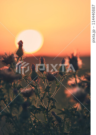 Thistle in warm sunrise Thistle in warm sunrise 114440887
