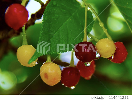 お花見を楽しんだあの時の木にサクランボが実った。  お花見を楽しんだあの時の木にサクランボが実った。 114441231