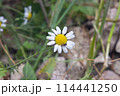 beautiful flower Chamomile closeup 114441250