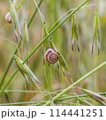 beautiful snail on a spike in the grass 114441251