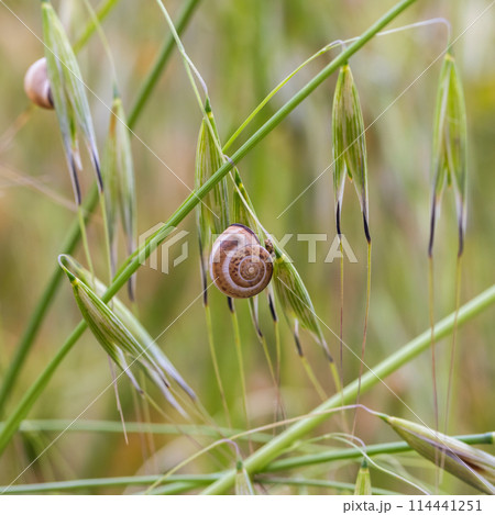 beautiful snail on a spike in the grass 114441251