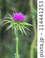red flowering Milk thistle close-up 114441253