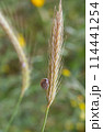 beautiful snail on a spike in the grass 114441254