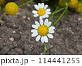 beautiful flower Chamomile closeup 114441255