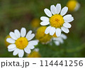 beautiful flower Chamomile closeup 114441256