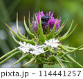 red flowering Milk thistle close-up 114441257