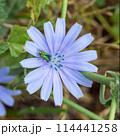 beautiful chicory flower with insect Anthaxia hungarica close up 114441258