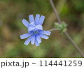 chicory flower on a blurred background close up 114441259