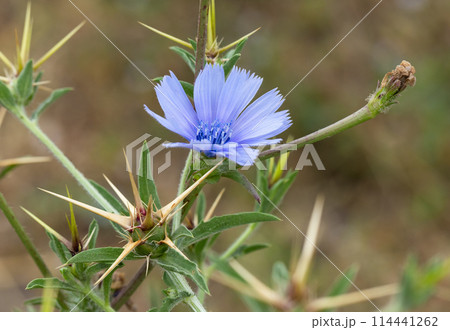 chicory flower on a blurred background close up 114441262