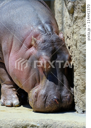カバ　(札幌市円山動物園 114441370