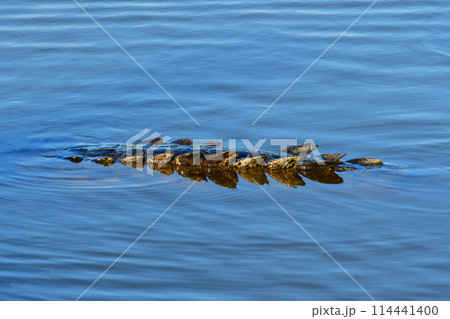 Tail of American Crocodile Crocodylus acutus, in Everglades National Park. 114441400