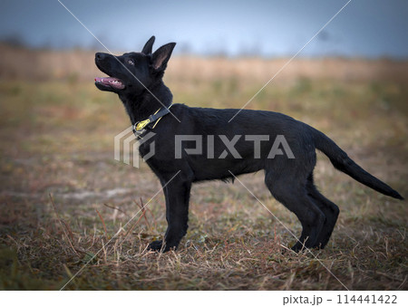 Portrait of a black German shepherd puppy 114441422