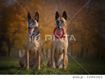 Portrait of two belgian shepherd malinois on the autumn background Portrait of two belgian shepherd malinois on the autumn background 114441423