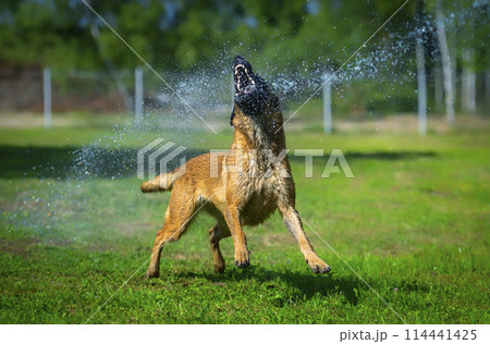 Portrait of a Belgian Shepherd Malinois playing with water from a sprinkler 114441425