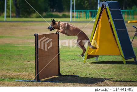 Jumping Belgian shepherd malinois performing the exercise "Retrieve over the 1m hurdle"	 114441495