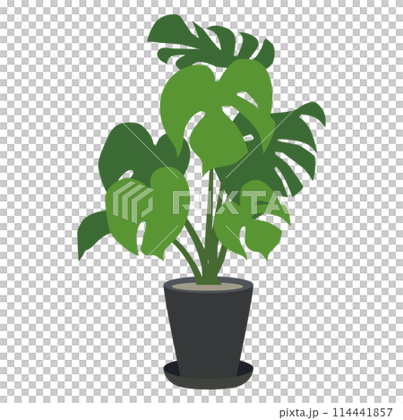 Simple illustration material of plants that can be placed in the home Vector Simple illustration material of plants that can be placed in the home Vector 114441857