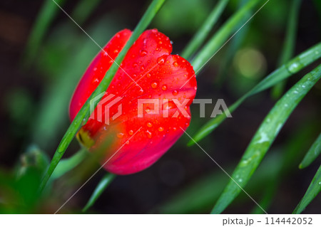 Blooming Red Flower With Water Droplets Blooming Red Flower With Water Droplets 114442052