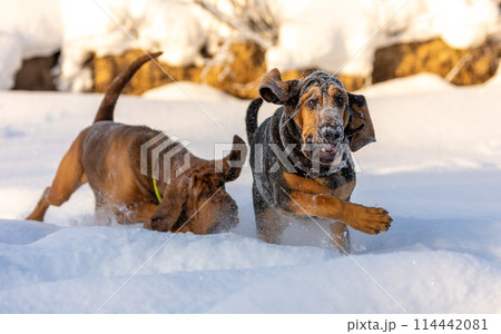 Photo in motion: portrait of two Bloodhound dogs playing with each other on a sunny winter day. Photo in motion: portrait of two Bloodhound dogs playing with each other on a sunny winter day. 114442081