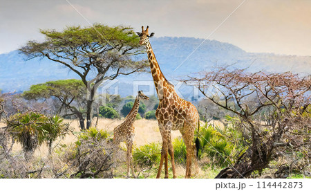 きりんのイメージ素材 114442873