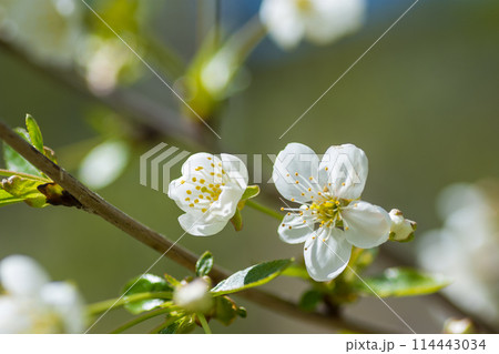 Cherry blossoms on a spring day 114443034