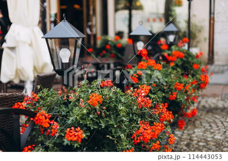 Beautiful red hybrid ivy-leaf geranium flowers Pelargonium peltatum on flowerbed. Terrace with flowers in pots. Decorative street lamps decorating a summer terrace Beautiful red hybrid ivy-leaf geranium flowers Pelargonium peltatum on flowerbed. Terrace with flowers in pots. Decorative street lamps decorating a summer terrace 114443053