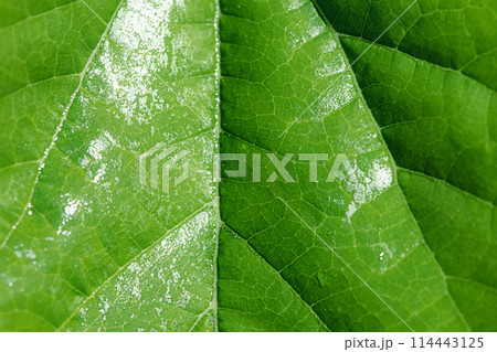 Macro photo of a green leaf as a background. Macro photo of a green leaf as a background. 114443125