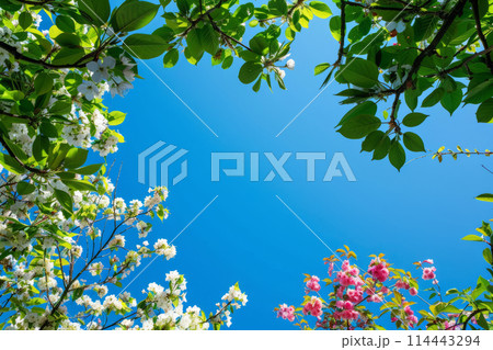 Clear spring sky. Green leaves, white and pink flowers on the trees in the foreground 114443294