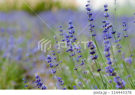 Scenic view blooming lavender field, showcasing rows of purple flowers, travel and nature concept 114443376
