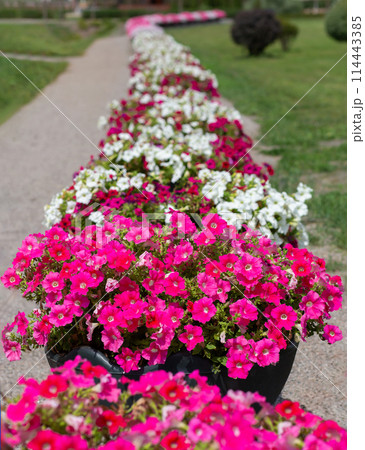 Bright and colorful petunia flowers arranged in long beds along park path. 114443385