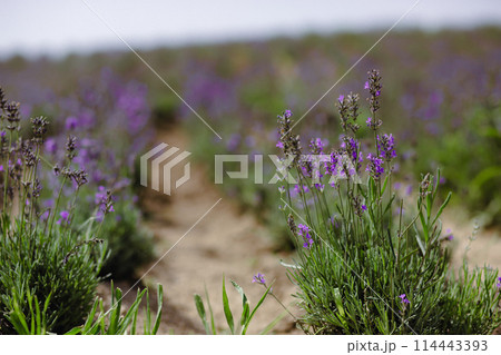 Scenic view blooming lavender field, showcasing rows of purple flowers, travel and nature concept 114443393