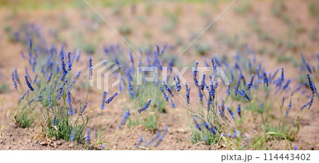 Scenic view blooming lavender field, showcasing rows of purple flowers, travel and nature concept 114443402