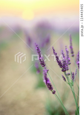 Scenic view blooming lavender field, showcasing rows of purple flowers, travel and nature concept 114443405