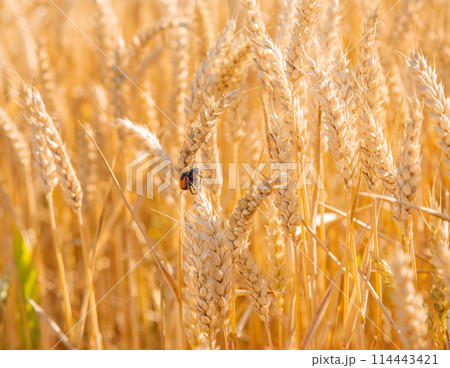Close-up of golden wheat ears in field, symbolizing agriculture and natural resources. Close-up of golden wheat ears in field, symbolizing agriculture and natural resources. 114443421
