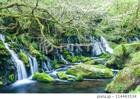 「秋田県」春の元滝伏流水の風景 「秋田県」春の元滝伏流水の風景 114443534