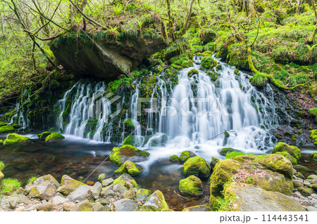 「秋田県」春の元滝伏流水の風景 114443541