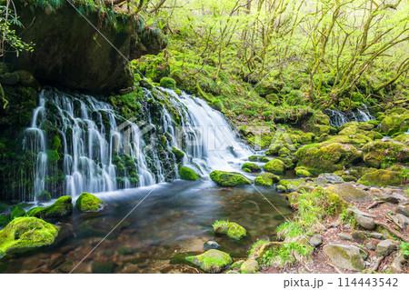 「秋田県」春の元滝伏流水の風景 114443542