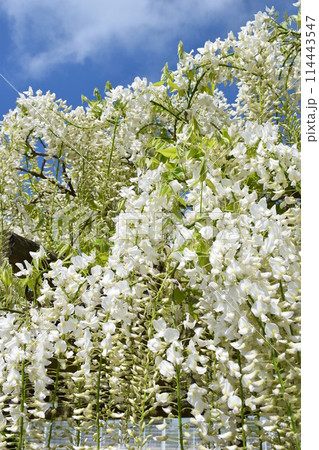 白いフジの花 114443547